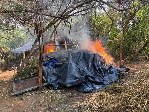 Allanamiento de la Senad en Colonia Kurusu Eva: Destrucción de Plantaciones de Supuesta Marihuana