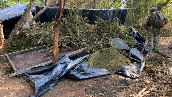 Senad destruye más de 27 toneladas de marihuana en Concepción