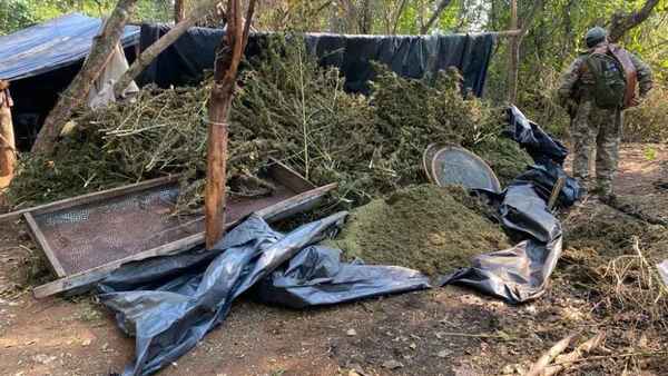Senad destruye más de 27 toneladas de marihuana en Concepción