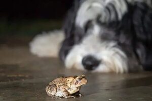 Emergencia: Cómo actuar ante los efectos de las toxinas de sapo en perros - Mascotas - ABC Color