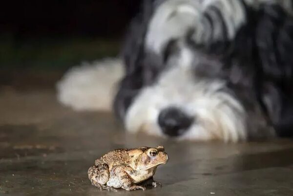 Emergencia: Cómo actuar ante los efectos de las toxinas de sapo en perros - Mascotas - ABC Color