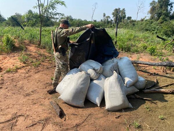 SENAD destruyó más de tres toneladas de marihuana - Oasis FM 94.3