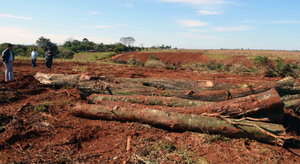 Catastrófico: desmontes de más de 89 mil hectáreas de bosques nativos en la región oriental - PDS RADIO Y TV