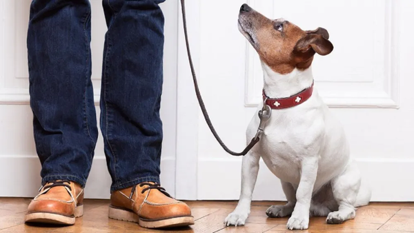 Detienen a agente inmobiliario por vender apartamento a un perro