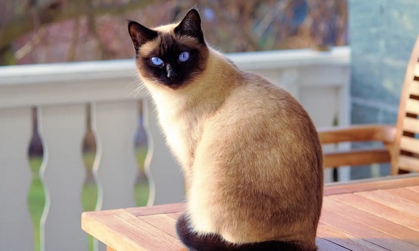 Mudarse con gatos | Telefuturo