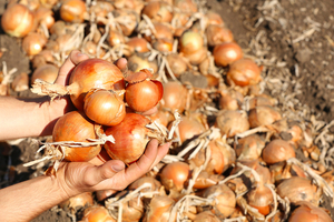 Director de la DEAG promete fortalecer la agricultura familiar como unidad productiva