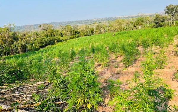 Destruyen 15 hectáreas de plantaciones de marihuana en Canindeyú