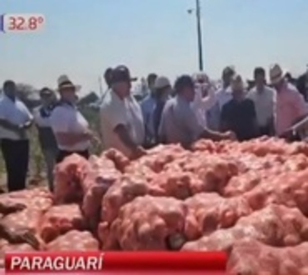 Desesperada situación de productores de cebolla - Paraguay.com