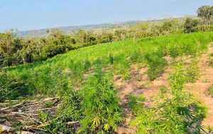 Destruyen 15 hectáreas de plantaciones de marihuana en Canindeyú