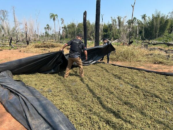 Senad anula cerca de 20 toneladas de marihuana en Reserva Morombi - .::Agencia IP::.