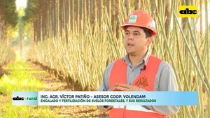 Video: encalado y fertilización de suelos forestales, y sus resultados  - ABC Rural - ABC Color