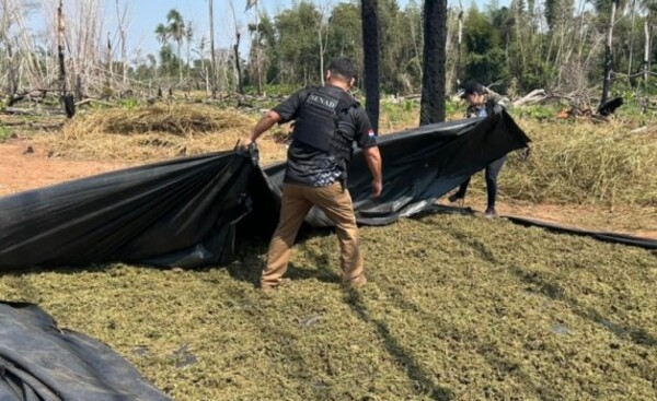 Anulan cerca de 20 toneladas de marihuana en Reserva Morombi