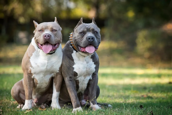 Desde Pitbull Paraguay dan el visto bueno a que se regule la tenencia de perros de gran kilaje - Megacadena — Últimas Noticias de Paraguay