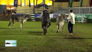 Video: raza Guzerá por primera vez en la Expo Mariano 2023  - ABC Rural - ABC Color