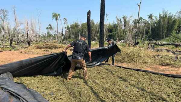 Destruyen más de 20 toneladas de marihuana en reserva natural