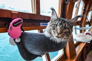Gatos de lujo: cruceros especializados para los michis más exigentes - Mascotas - ABC Color