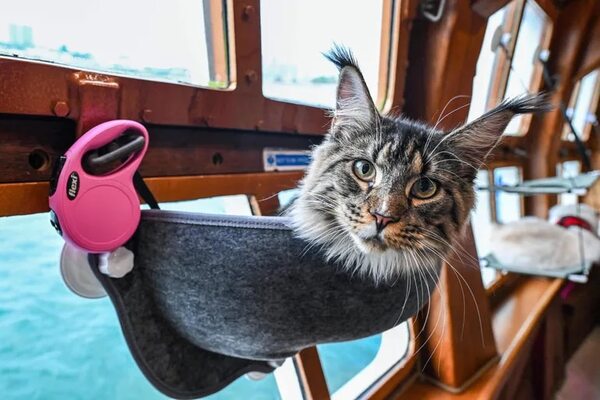 Gatos de lujo: cruceros especializados para los michis más exigentes - Mascotas - ABC Color