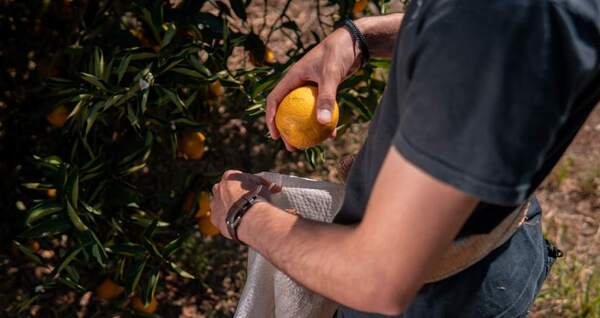 Cosecha de frutas genera importantes oportunidades laborales en la zona de Kressburgo