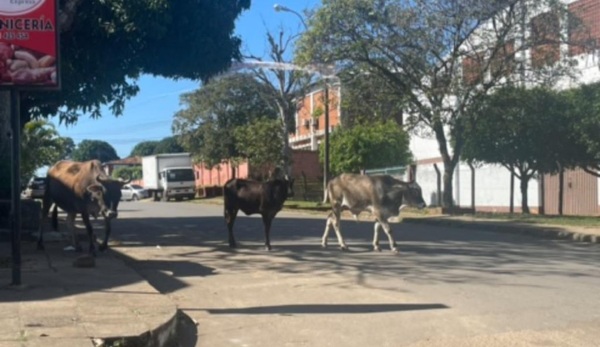 Denuncian que avivados se hacen pasar por inspectores municipales y piden coima