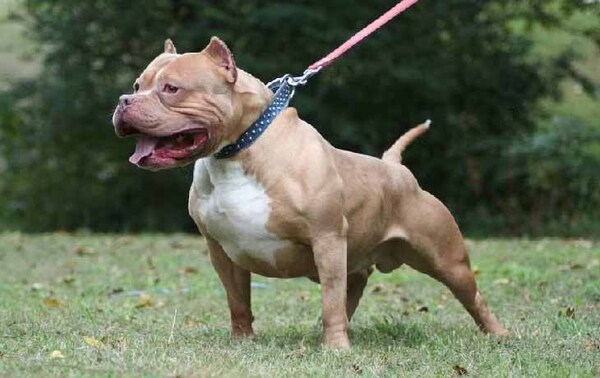 Consideran viable la reglamentación de la tenencia del pitbull – Prensa 5