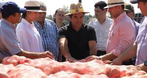 Inició la cosecha se cebolla en Ybytymi