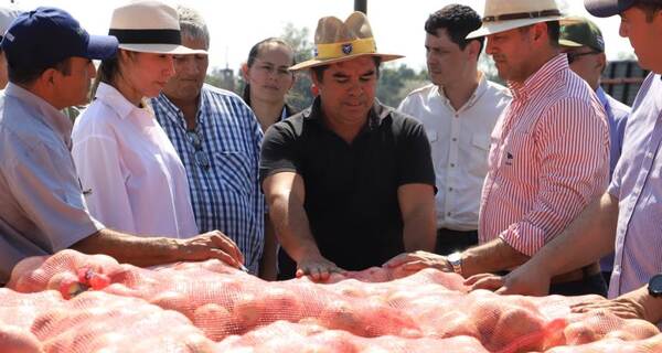 Inició la cosecha se cebolla en Ybytymi