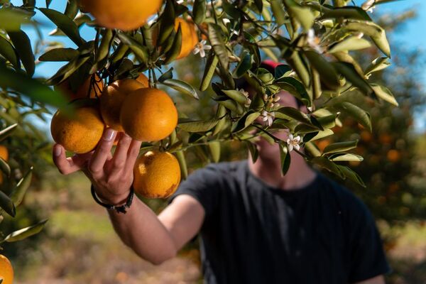 Cosecha de frutas genera importantes oportunidades laborales