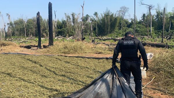 En Canindeyú, agentes de la SENAD eliminaron casi 20 toneladas de sustancias ilícitas en reserva natural