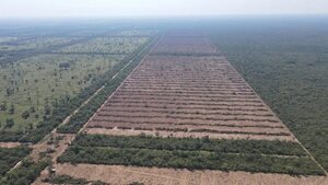 Créditos de carbono: Infona plantea que el proyecto puede beneficiar sin comprometer la producción  - Nacionales - ABC Color
