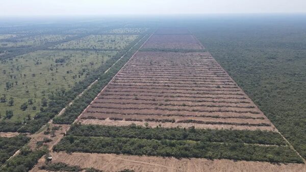 Créditos de carbono: Infona plantea que el proyecto puede beneficiar sin comprometer la producción - Nacionales - ABC Color