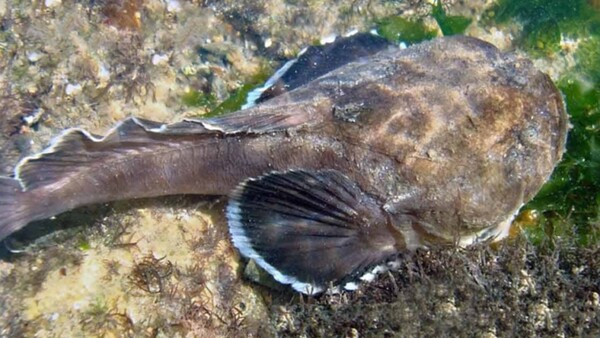 Brasil: Veneno de un pez podría servir como antídoto para el asma