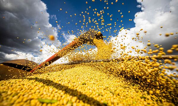 Brasil ser谩 el mayor exportador mundial de soja y de ma铆z este a帽o - Revista PLUS