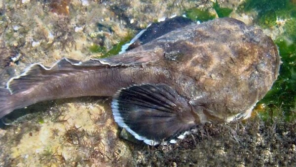 BRASIL: VENENO DE UN PEZ PODRÍA SERVIR COMO ANTÍDOTO PARA EL ASMA