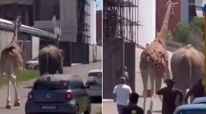 ¿Madagascar o Jumanji? Una jirafa y un elefante se fugaron de un set de filmación