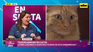 Video: toxoplasmosis en gatos - Ensiestados - ABC Color