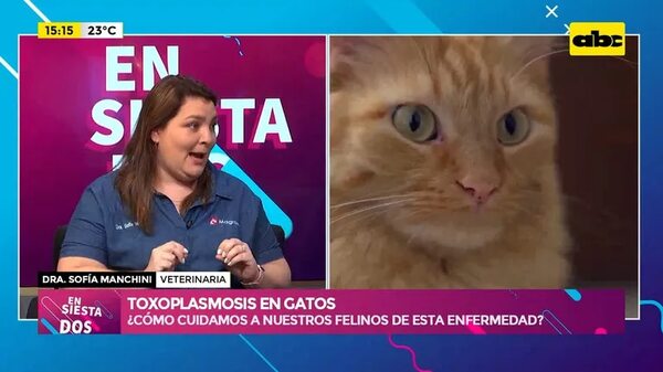 Video: toxoplasmosis en gatos - Ensiestados - ABC Color