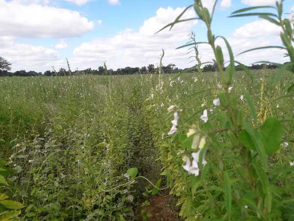 Productores de sésamo piden mayor apoyo al ministro del MAG - ADN Digital
