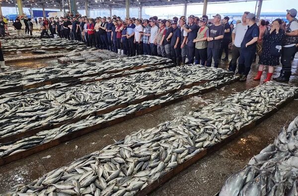 Japón dice que muestras de pescado capturado en Fukushima no registran contaminación - Mundo - ABC Color