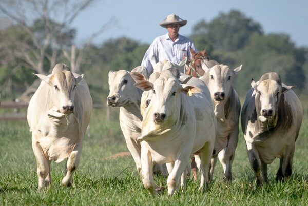 Ferusa remata este domingo reproductores de “excelente calidad racial y productiva” en Alianza Nelore