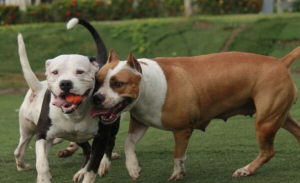 Buscan crear ley sobre tenencia de perros peligrosos