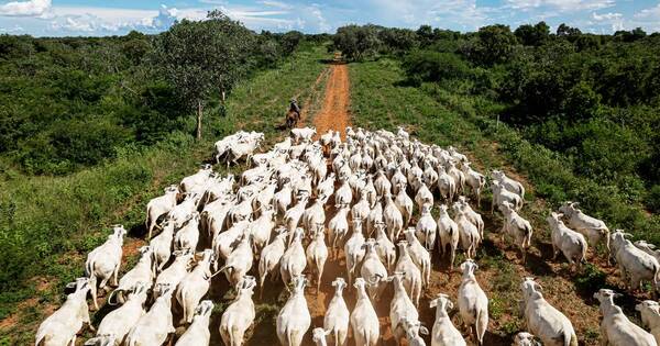 La Nación / Apuntan a diversificar fincas y mejorar competitividad de la producción pecuaria