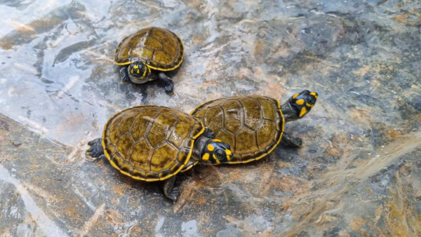 Devuelven a su hábitat natural más de 1.200 tortugas en el este de Colombia