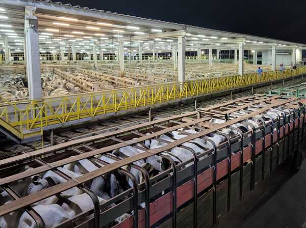 Criadores paraguayos con 2.100 cabezas para concurso Mercosur de novillos y toros gordos Nelore