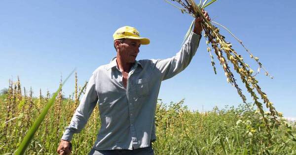 La Nación / Productores piden mayor apoyo al rubro del sésamo