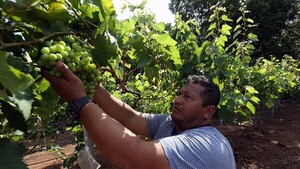 Un innovador viñedo lleva el turismo enológico al Caribe mexicano