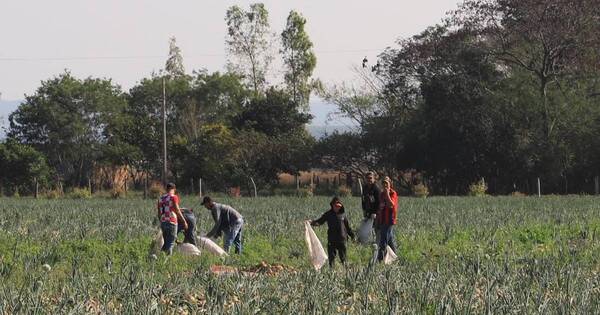 La Nación / Se inició cosecha de cebolla en Ybytymí