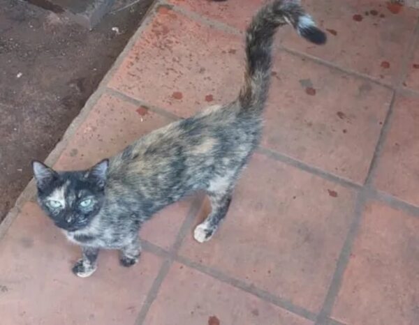 Luna - Encontrá a tu mascota - ABC Color
