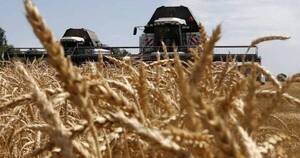 La Nación / UGP expresa preocupación por impacto de enfermedades sobre producción de trigo