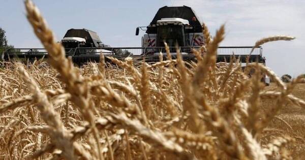 La Nación / UGP expresa preocupación por impacto de enfermedades sobre producción de trigo