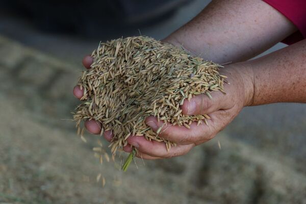 Precio de los alimentos podría incrementar tras restricciones en la India